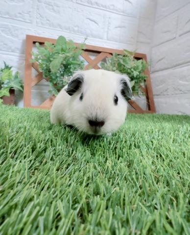 ロシアンスモークモルモット