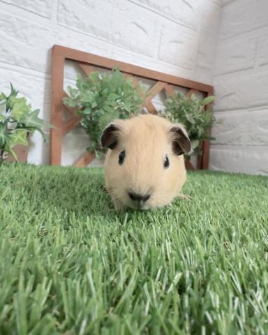 ロシアンスモークモルモット