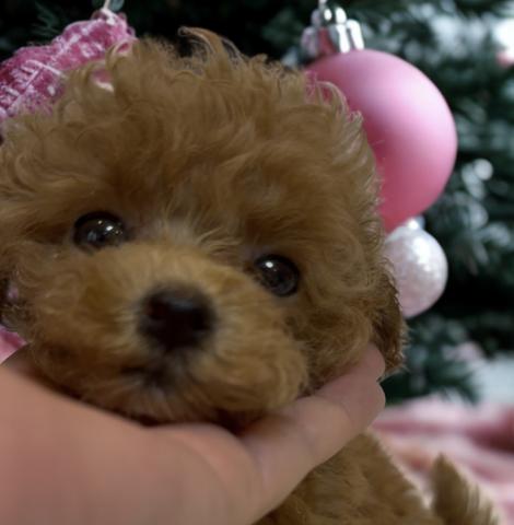 マイクロティーカッププードル✨️~ティーカッププードル