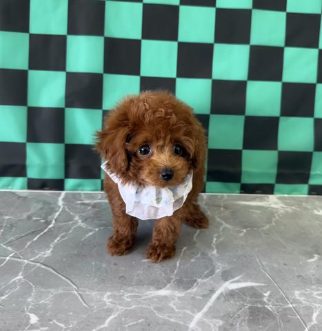 トイプードル♪成犬時1.5〜1.9kg予想