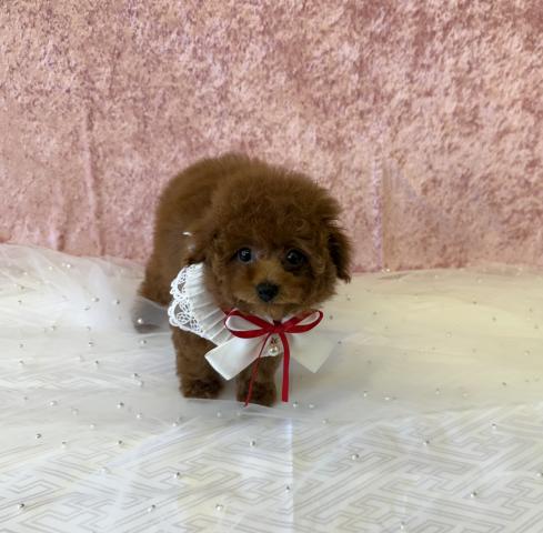 トイプードル成犬時2.5kg程予想