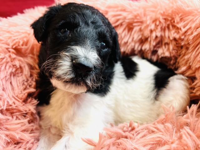 スタンダードプードル