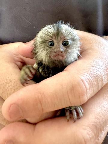 コモンマーモセット