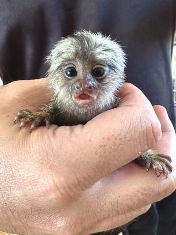 コモンマーモセット