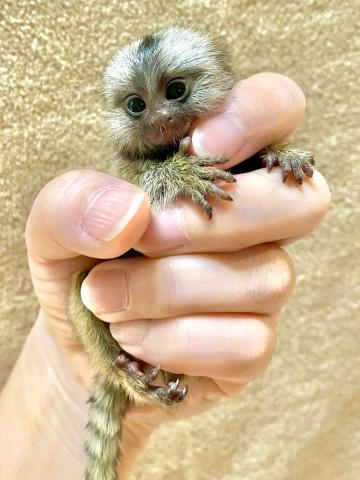 コモンマーモセット