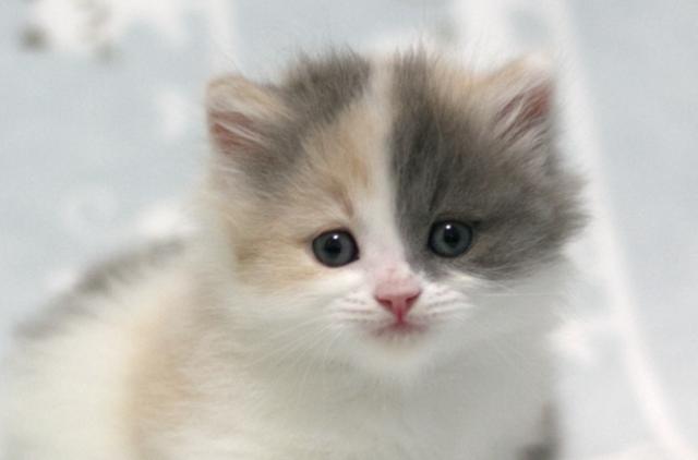 ミヌエット(旧ナポレオン)