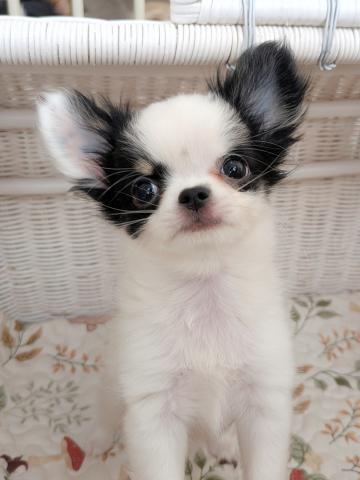 チワワ(ロングコート)