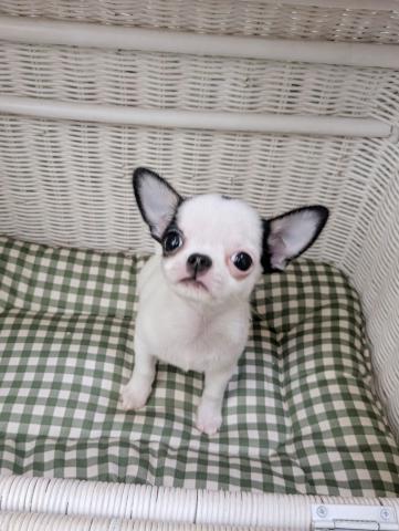 チワワ(スムースコート)