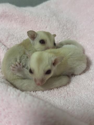 クリミノorクリミノヘテロリューシ