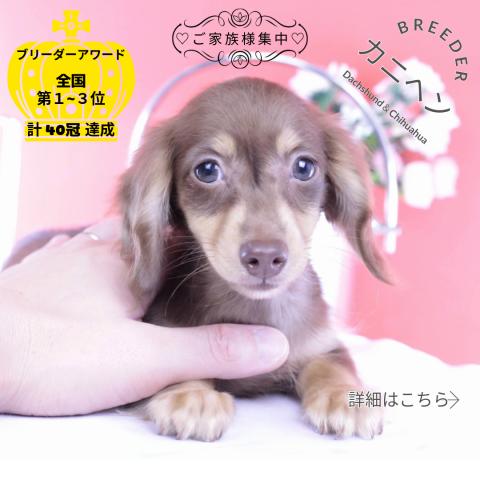 カニヘンダックスフンド ロング