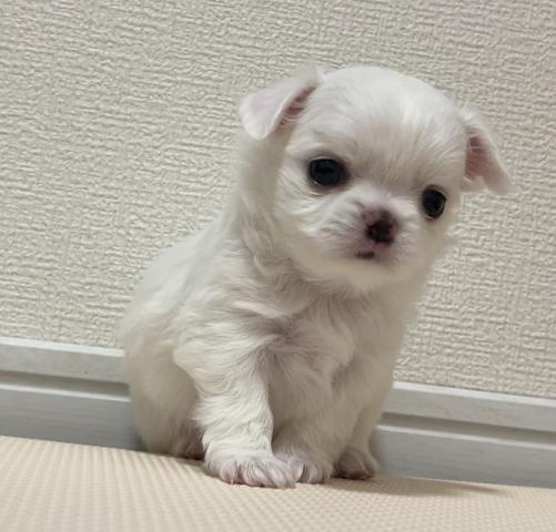 チワワ(ロングコート)