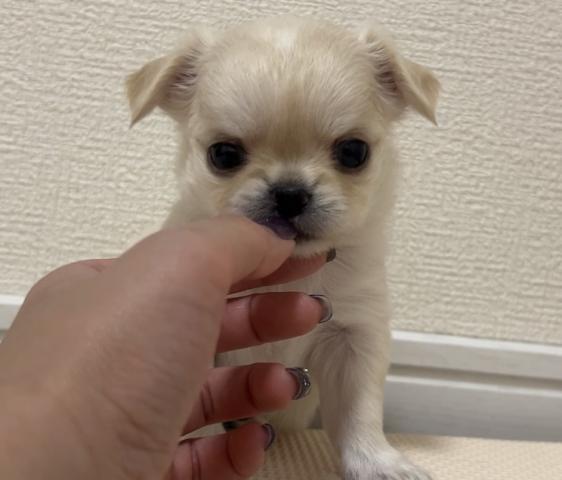 チワワ(ロングコート)