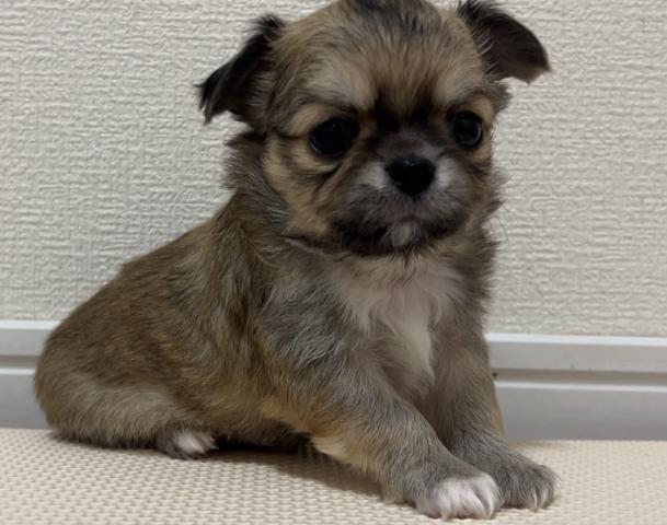 チワワ(ロングコート)