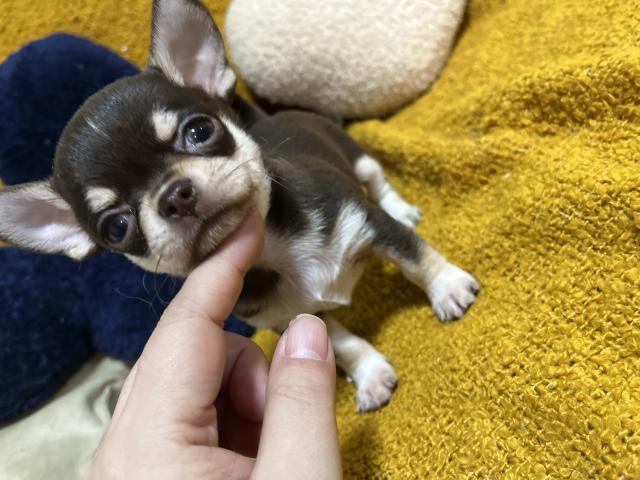 チワワ(スムースコート)チョコクリームタン