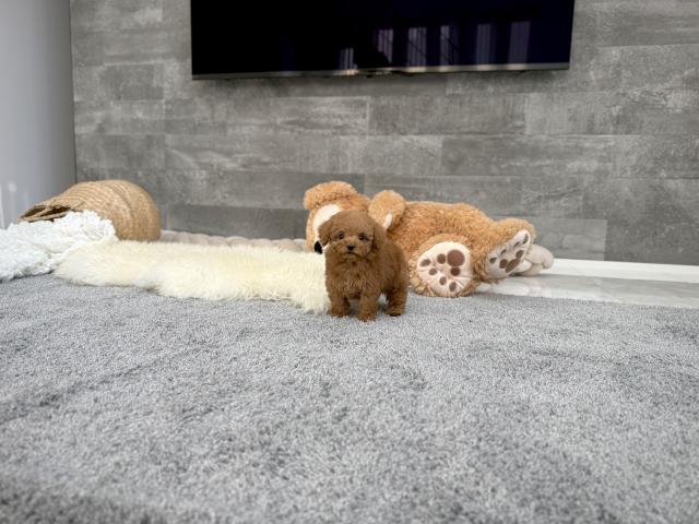 トイプードル5868