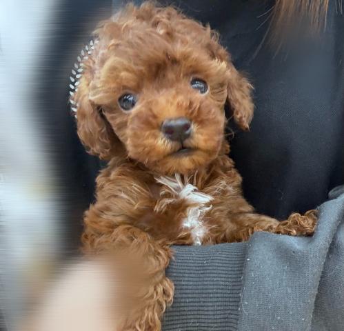 トイプードル