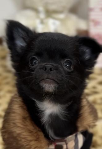 チワワ(ロングコート)