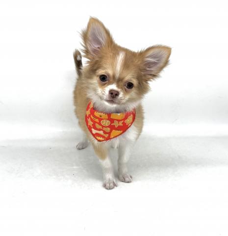 チワワ(ロングコート)