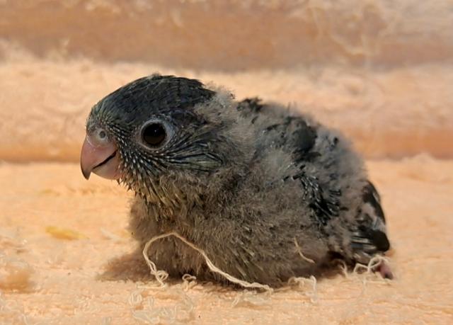 サザナミインコ モーブ