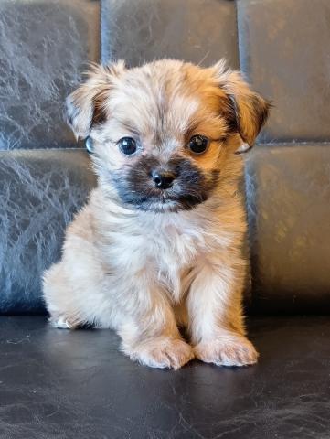 MIXマルチーズ×シーズー