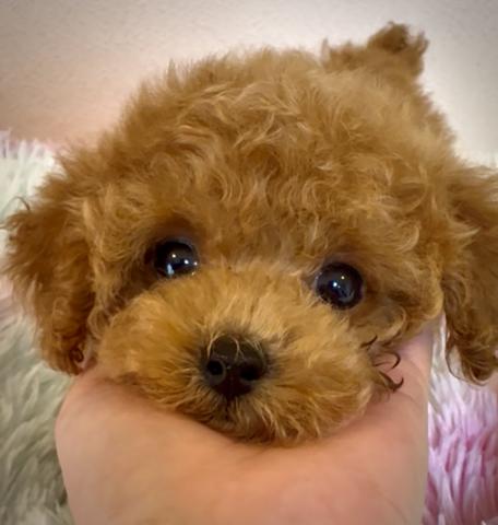 ティーカッププードル✨️お目目くりくり男の子