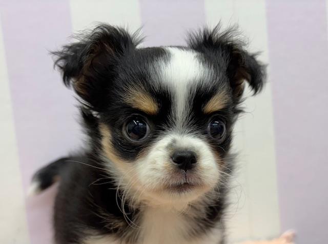 チワワ(ロングコート)