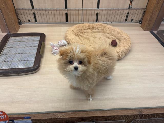 ポメマルプーの男の子