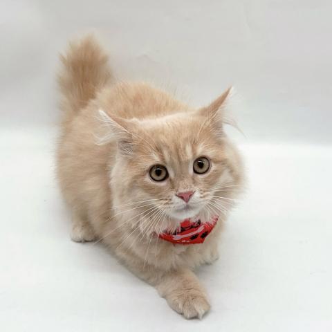 スコティッシュフォールド