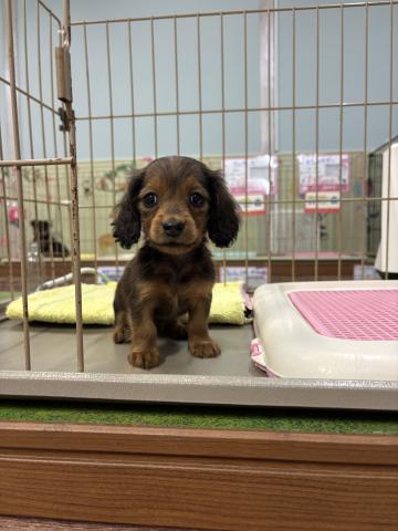 カニンヘンダックス