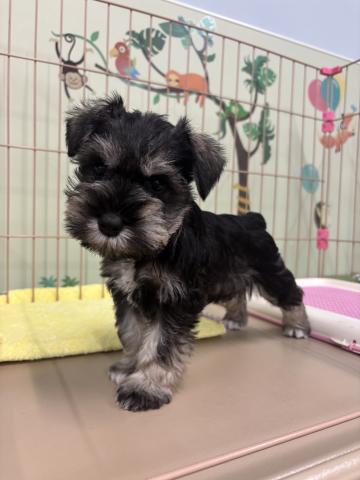 ミニチュアシュナウザー