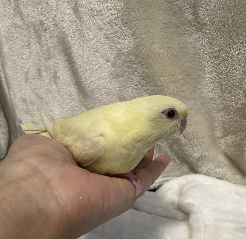さざなみインコ