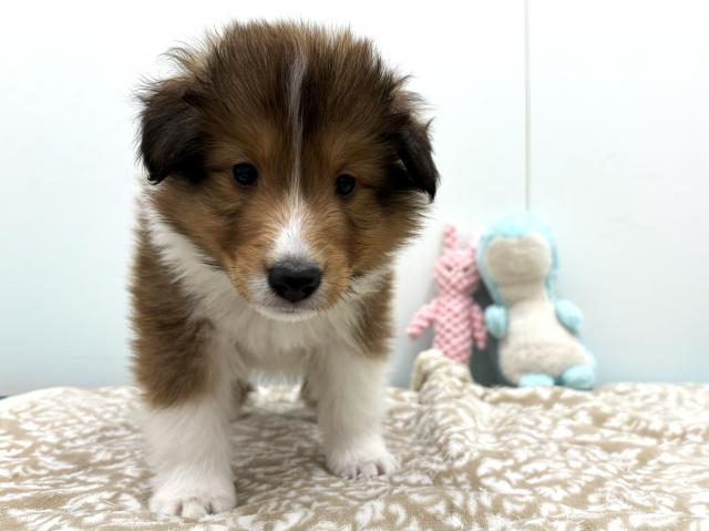 シェットランドシープドッグ