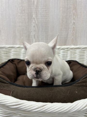 フレンチブルドッグ