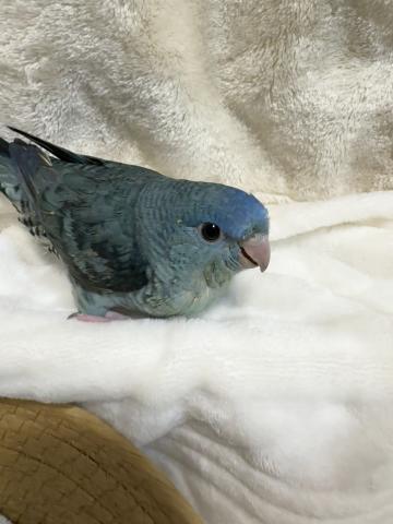 さざなみインコ