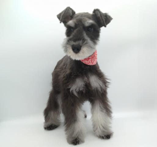 ミニチュアシュナウザー