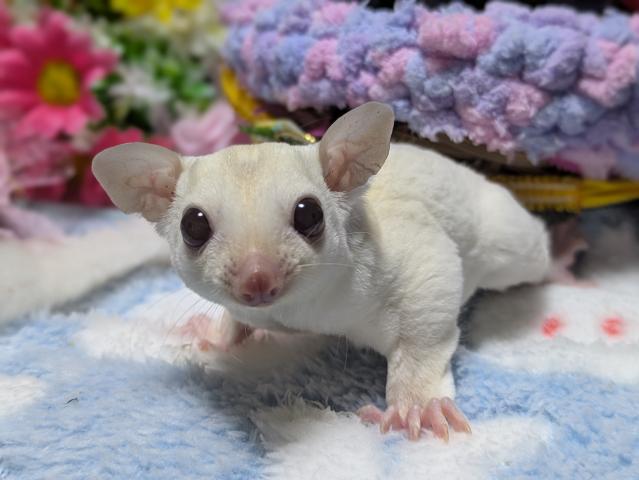 ルビーレイorルビープラチナ