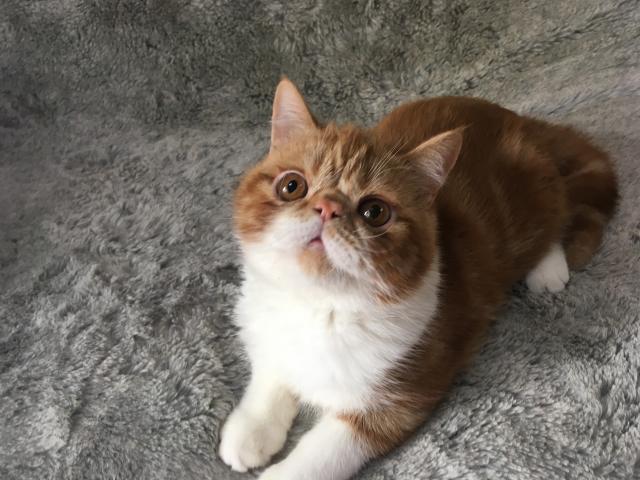 エキゾチックショートヘアー