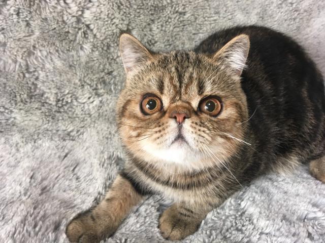 エキゾチックショートヘアー