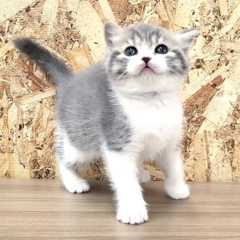 スコティッシュフォールド