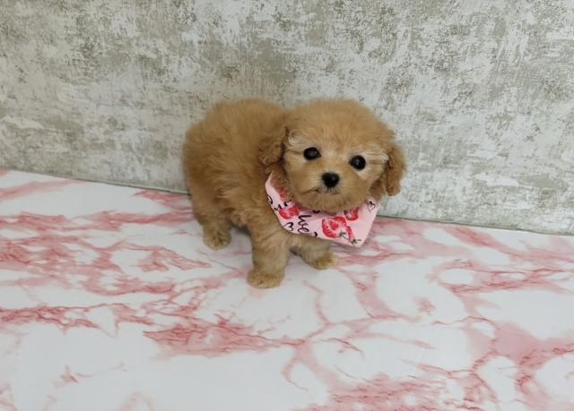 ティーカッププードル