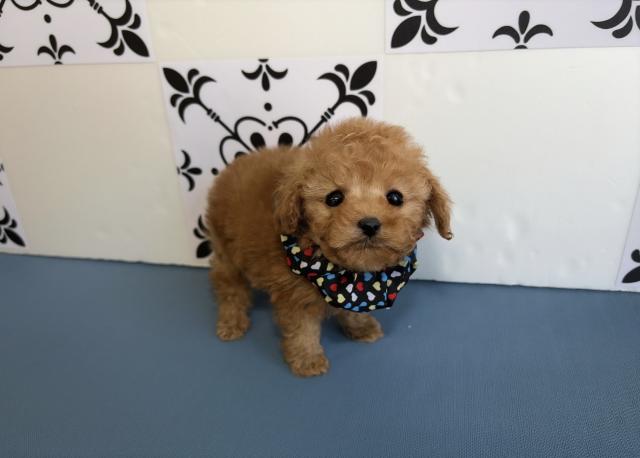 ティーカッププードル