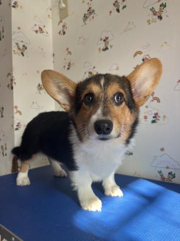 ウェルシュコーギーペンブローク