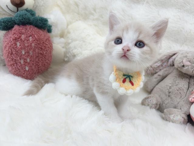 ミヌエット（旧ナポレオン）