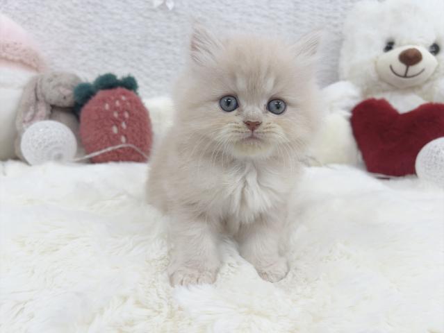 ミヌエット（旧ナポレオン）クリームタビー