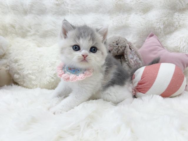 ミヌエット(旧ナポレオン)