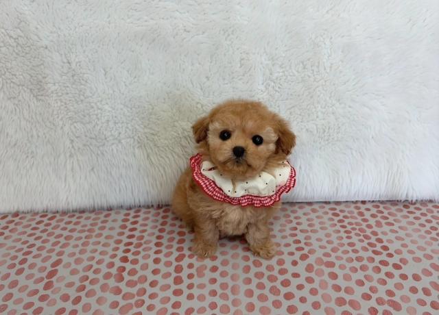 ティーカッププードル