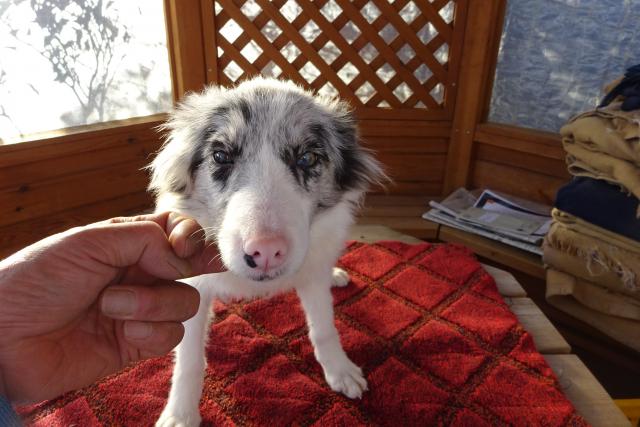 ボーダーコリー