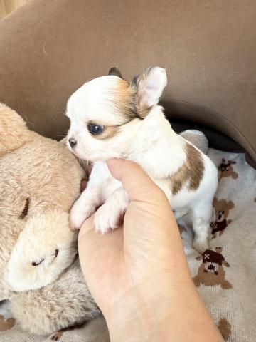 チワワ（ロングコート）