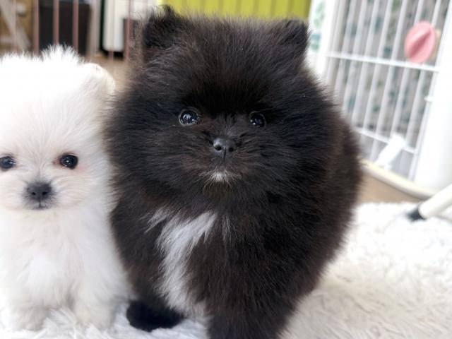 ポメラニアン