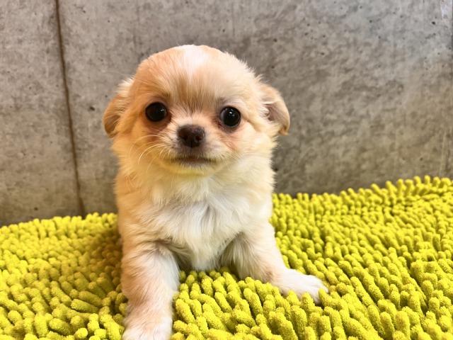 チワワ（ロングコート）